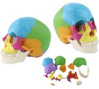 Removable Human Skull Model,Anatomical Didactic Skulls 22 Parts,Flexible and Removable,Colored Skull Skeleton Model,for Anatomy Lessons