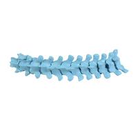 Removable Human Thoracic Spine Anatomy Model 1:1 Scale Thoracic Vertebrae Skeleton Model for Classroom Demonstration Colorful Spine Anatomy