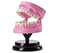 Removable Human Tooth Anatomy Model PVC Human Tooth Model Human Organ Anatomy Model Teeth Model (Size : 11X10X19Cm) (Size : 11 X 10 X 19Cm) (11 X 10 X 19Cm)