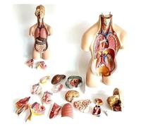 Removable Human Torso Anatomy Model 55 Cm 19 Pieces Including Head,Brain,Skull,Heart,Liver, Lung Models For Students To Learn And Display