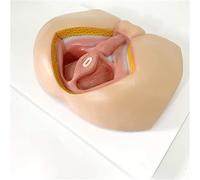 Removable Male Pelvis Perineum Model, Anatomy Male Genital Organ Model, Male Genital System Anatomical Model, Perineum Medical Teaching Model, for Study Display Teaching