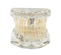 Removable mouth Teeth/Dental resin anatomical oral Model giant teeth realistic demonstration set for dental students children speech therapy White