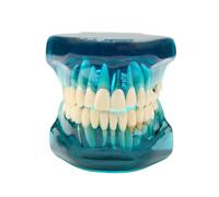 Removable mouth Teeth/Dental resin anatomical oral Model giant teeth realistic demonstration set for dental students children speech therapy Blue