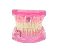 Removable mouth Teeth/Dental resin anatomical oral Model giant teeth realistic demonstration set for dental students children speech therapy Pink