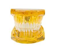 Removable mouth Teeth/Dental resin anatomical oral Model giant teeth realistic demonstration set for dental students children speech therapy Yellow