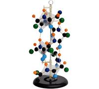 Removable Protein Secondary Structure Model for 3D Biology Teaching and Classroom Demonstration