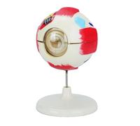 Removable PVC Human Eye Anatomy Model 6X Enlarged Anatomical Eyeball for Clinical Settings and Science Education Detachable Human Eye