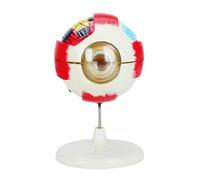 Removable PVC Human Eye Anatomy Model 6X Enlarged Anatomical Eyeball Model for Clinical Settings and Science Education PVC Teaching Equipment
