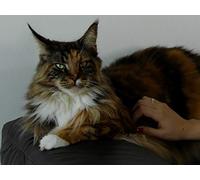 Renata Palma and Her 18 Cats
