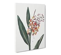 Renealmia Plant By Robert John Thornton Canvas Print | Gallery Wrapped 30mm Frame Wall Art | 30x20 inches | Ready to Hang | Retro Floral Picture | Living Room Bedroom Lounge Office
