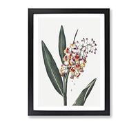Renealmia Plant By Robert John Thornton Vintage Framed Print | A3 Black Framed Wall Art | Ready to Hang | Classic Floral Picture | Living Room Bedroom Lounge Office