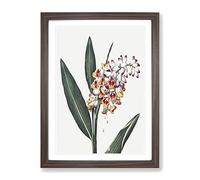 Renealmia Plant By Robert John Thornton Vintage Framed Print | A4 Walnut Framed Wall Art | Ready to Hang | Classic Floral Picture | Living Room Bedroom Lounge Office