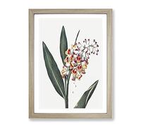 Renealmia Plant By Robert John Thornton Vintage Framed Wall Art Print, Ready to Hang Picture for Living Room Bedroom Home Office Décor, Oak A4 (34 x 25 cm)