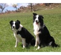 Renqidian Pre Printed Cross Stitch Kits Border Collie 11CT Stamped Embroidery Kit DIY Needlework Art for Adults Beginners Home Decor(40x50 cm)