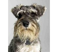 Renqidian Pre Printed Cross Stitch Kits Miniature Schnauzer 11CT Stamped Embroidery Kit DIY Needlework Art for Adults Beginners Home Decor （40x50 cm）