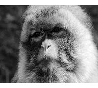 Renqidian Pre Printed Cross Stitch Kits Monkey in The Stone 11CT Stamped Beginners Embroidery Kit for Living Room Bedroom Art Decoration （40x50 cm）