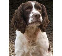 Renqidian Pre Printed Cross Stitch Kits Springer Spaniel Animal 11CT Stamped Embroidery Kit DIY Needlework Art for Adults Beginners Home Decor （40x50 cm）