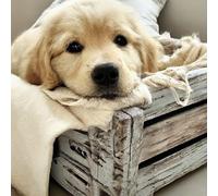 Reofrey 5D Diamond Painting Kit Dog Basket Full Drill, Paint with Diamonds Art Rhinestone Embroidery Cross Stitch Craft Decor (40x40 cm/ 16x16 inch)