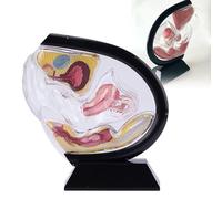 Reproductive Uterus Anatomical Model, Pelvis Rectum Teaching Tool | Anatomical Uterus and Pelvis Model for Educational Use - Enhance Understanding of Reproductive Health and Anatomy