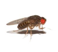 Reptile Centre Flightless Fruitfly (Drosophila) culture