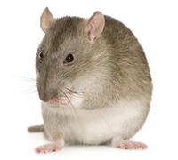 Reptile Centre Frozen Rat Large 251-350g, Barcode 5-pack