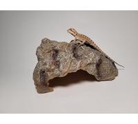Reptile Rock Cave, Resin Rock Reptile Aquarium Habitat Décor for Turtles, Lizards, Snakes - Ideal Hideout for Bearded Dragons, Geckos - Small