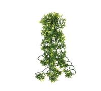 Reptile shelter Komodo Croton Plant