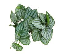 Reptile Silk Plant Leaves, Simulation Aquarium Decoration Tree Branch for Hermit Crab Tank Pets Habitat Decorations with Suction Cup, Artificial Greenery for Terrarium Fish Tank