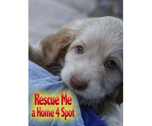 Rescue Me: A Home 4 Spot