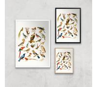 Researching Birds Giclee Art Print - A3 - Print Only