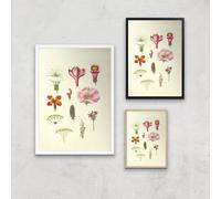 Researching Flowers Giclee Art Print - A2 - Print Only