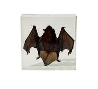 Resin Bat Specimen, High Quality Real Bat Animal Specimens, for Science Classroom Science Education, Great Gift for Taxidermy Biology Enthusiasts (2.87 x 2.87 x 0.7 inch)