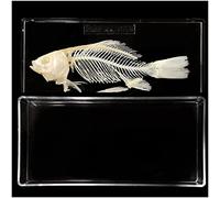 Resin Fish Bone Specimens 210 x 100 x 43mm Fish Skeleton Model True Bone Splicing Model Skeleton Skeleton Taxidermy Supp