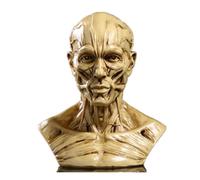 Resin Human Model Anatomy Skull Head Muscle Bone Medical Mini Size(Yellow)