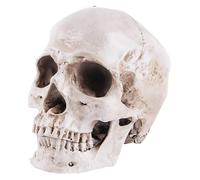 Resin Medical Life Size Replica Realistic Human Skull Head Bone Model, Anatomy White Resin Skull High Precision Teaching Tool Halloween Decor, Human Adult Head Bone Model (White)