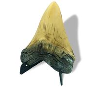 Resin Megalodon Shark Tooth 5.5 Inch Model, OUOQUQ Fake Shark Teeth Fossils Replica with Vertical Display Stand for Table Shop Ornament Office (Neoteric)