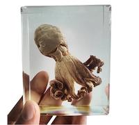 Resin Octopus Marine Life Specimen True Octopus Structure Specimens for Office Men Women Biology Science Teacher Education Collection Supplies