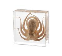 Resin Octopus Taxidermy, Real Octopus Specimens Animal - Paperweights in Resin for Science Education, Biology Classrooms, Ocean Lover Decor Display Gifts