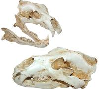 Resin Polar Bear Skull Replica Head Model, Movie Props, Animal Skull Anatomy Figurine Veterinary Office Educational Tool, Collection Bar Tabletop Decor, for Animal Studies Teaching Aids