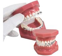 Resin Teeth Dental Model Demonstration Model Teeth Orthodontic Study Teach With The Metal And Support Ceramic, Red 7.5 * 6.2 * 6.5cm