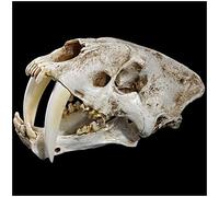 Resin Tiger Model 1:1 Life Size Sabre-Toothed Tiger Skull Animal Head Anatomy Resin Replica for Decoration Learning Prog