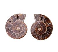 Respicefinem 2Pcs naturally Polished Ammonite Specimens from Madagascar Extinct Sea Shells Feng Shui Healing Stones for Wealth Prosperity Relaxation Unique Collectibles