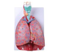 Respiratory Model Human Laryngeal Cardiopulmonary Anatomy, Pulmonary Heart for Medical Teaching Educational
