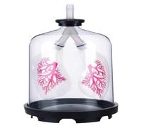Respiratory System Mode Human Organ Lung Respiratory System Model Lung Breathing Model