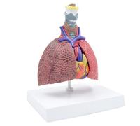 Respiratory System Model Smoking Lung and Normal Lung Comparison Model Life-Size Pathological Lung Models for Doctors Office Educational Tool
