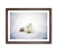 Resting Arctic Fox Painting Modern Art Framed Print | A2 Walnut Framed Wall Art | Ready to Hang | Modern Animal Picture | Living Room Bedroom Lounge Office