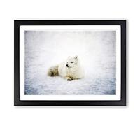 Resting Arctic Fox Painting Modern Art Framed Print | A3 Black Framed Wall Art | Ready to Hang | Modern Animal Picture | Living Room Bedroom Lounge Office
