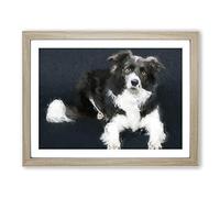 Resting Border Collie Dog Modern Art Framed Print | A4 Oak Framed Wall Art | Ready to Hang | Modern Animal Picture | Living Room Bedroom Lounge Office