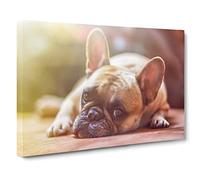 Resting French Bulldog Dog Modern Canvas Wall Art Print Ready to Hang, Framed Picture for Living Room Bedroom Home Office Décor, 24x16 Inch (60x40 cm)