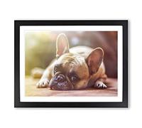 Resting French Bulldog Dog Modern Framed Wall Art Print, Ready to Hang Picture for Living Room Bedroom Home Office Décor, Black A4 (34 x 25 cm)